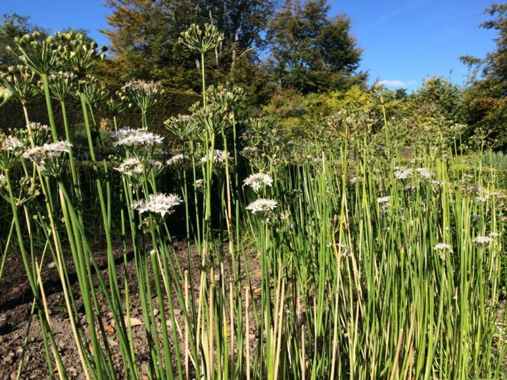 Garlic chives in the Herb Garden